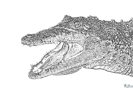 coccodile Pagine Di Culore Stampabile